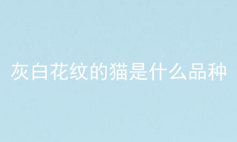 灰白花纹的猫是什么品种