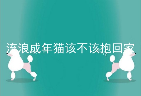 流浪成年猫该不该抱回家