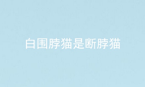 白围脖猫是断脖猫