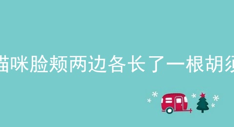 猫咪脸颊两边各长了一根胡须
