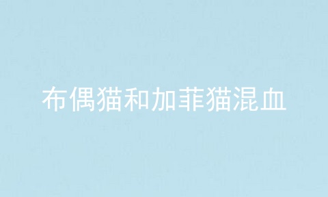 布偶猫和加菲猫混血