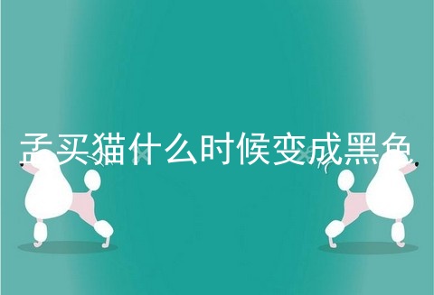 孟买猫什么时候变成黑色