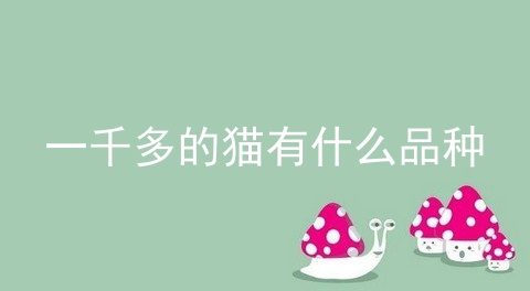 一千多的猫有什么品种