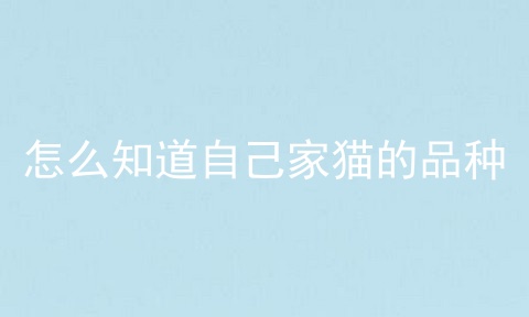 怎么知道自己家猫的品种