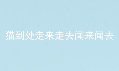 猫到处走来走去闻来闻去