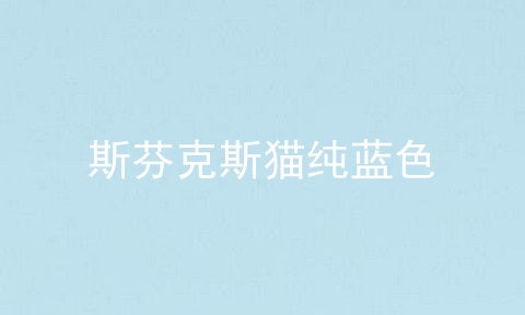斯芬克斯猫纯蓝色