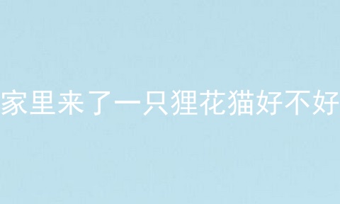 家里来了一只狸花猫好不好