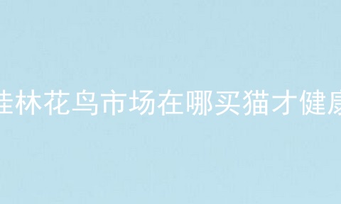桂林花鸟市场在哪买猫才健康