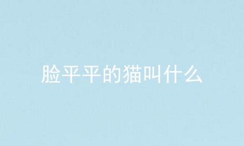 脸平平的猫叫什么
