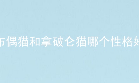 布偶猫和拿破仑猫哪个性格好
