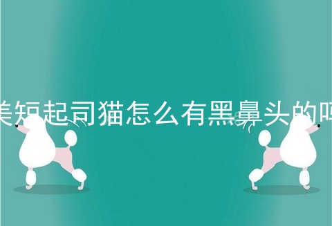 美短起司猫怎么有黑鼻头的吗