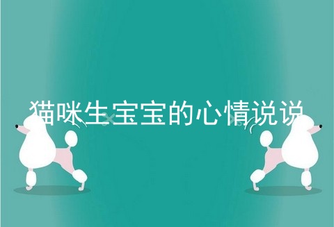 猫咪生宝宝的心情说说