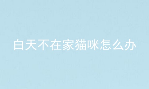 白天不在家猫咪怎么办