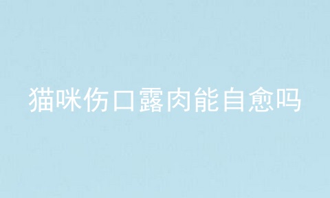 猫咪伤口露肉能自愈吗