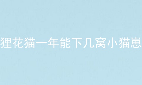 狸花猫一年能下几窝小猫崽