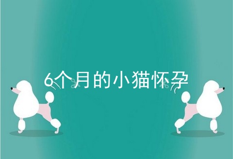 6个月的小猫怀孕