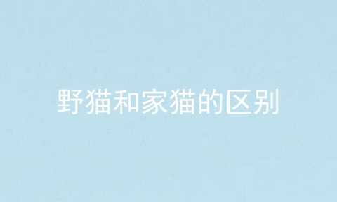 野猫和家猫的区别