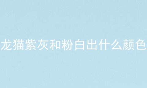 龙猫紫灰和粉白出什么颜色