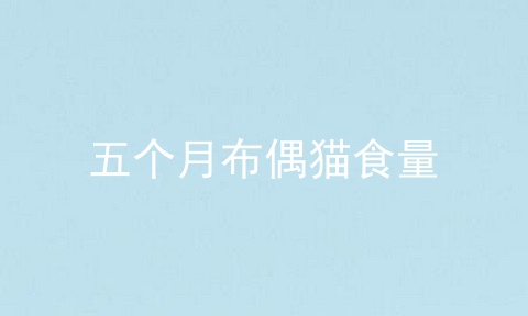 五个月布偶猫食量