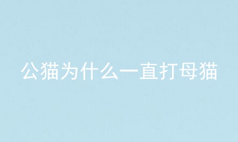 公猫为什么一直打母猫