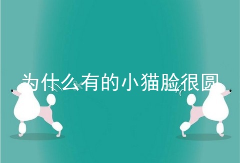 为什么有的小猫脸很圆