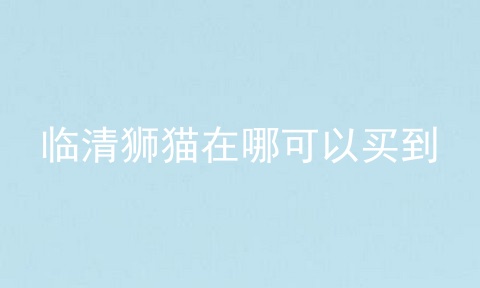 临清狮猫在哪可以买到