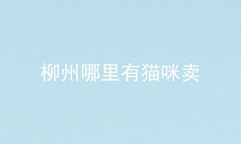 柳州哪里有猫咪卖