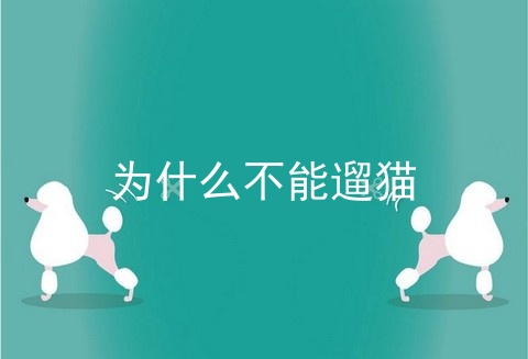 为什么不能遛猫