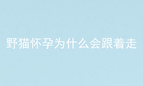 野猫怀孕为什么会跟着走