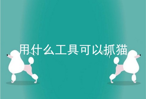 用什么工具可以抓猫