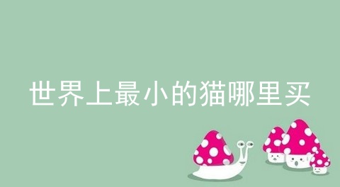 世界上最小的猫哪里买