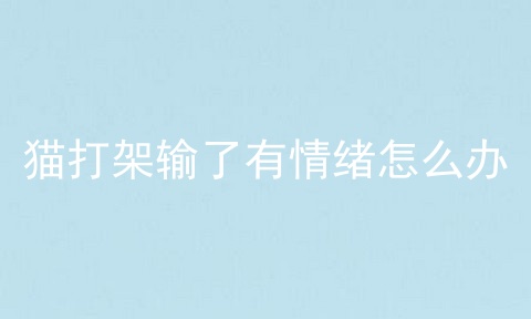 猫打架输了有情绪怎么办