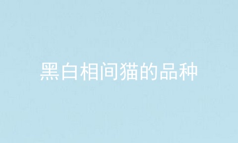 黑白相间猫的品种