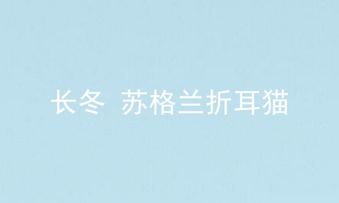 长冬 苏格兰折耳猫