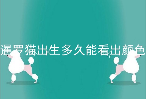 暹罗猫出生多久能看出颜色