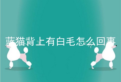 蓝猫背上有白毛怎么回事