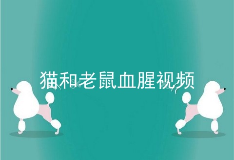 猫和老鼠血腥视频