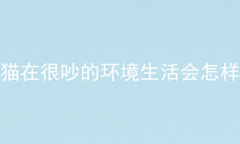 猫在很吵的环境生活会怎样