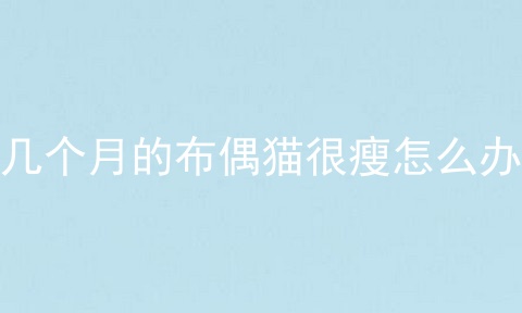 几个月的布偶猫很瘦怎么办