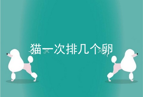 猫一次排几个卵