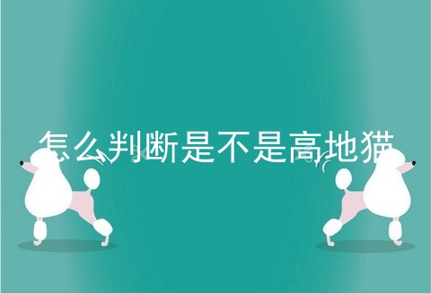 怎么判断是不是高地猫