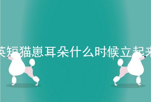 <a href=/cat/13.html target=_blank class=infotextkey>英短</a>猫崽耳朵什么时候立起来