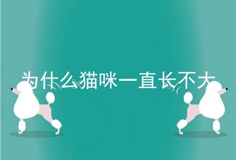 为什么猫咪一直长不大