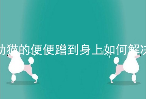 幼猫的便便蹭到身上如何解决