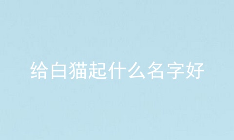给白猫起什么名字好