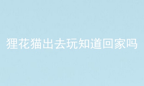 狸花猫出去玩知道回家吗