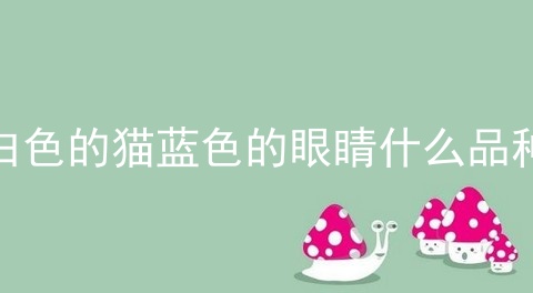 白色的猫蓝色的眼睛什么品种