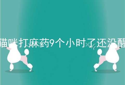 猫咪打麻药9个小时了还没醒