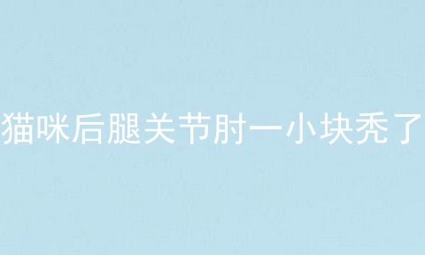 猫咪后腿关节肘一小块秃了