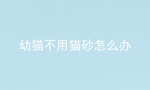 幼猫不用猫砂怎么办